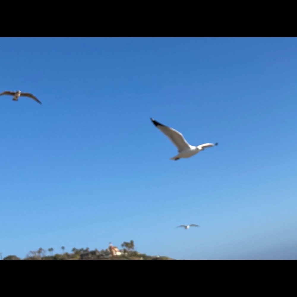 Meet your Posher, Gilibaldo